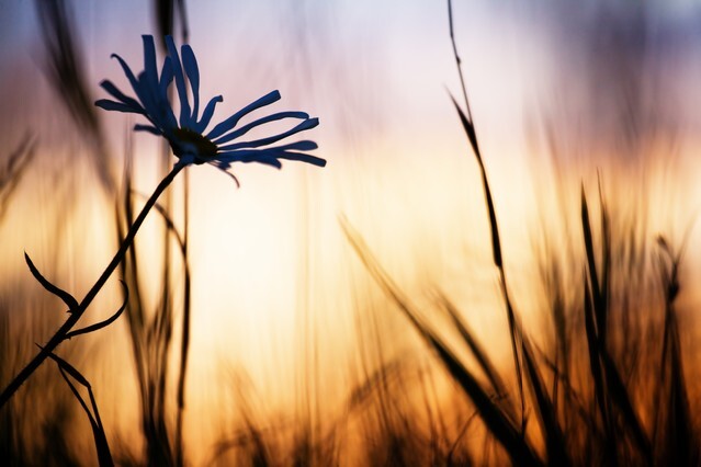 Field flower and weed at summer sunset
